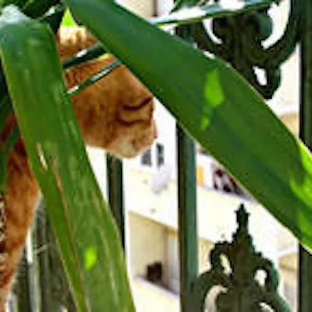Cool * Lissabon